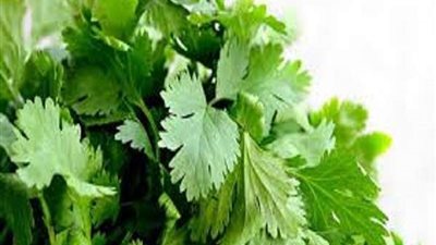 فوائد مغلي البقدونس لعلاج حصوات الكلى