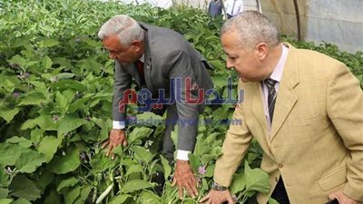 منتجات زراعة المنوفية تساهم في سد احتياجات المجتمع من الخضروات واللحوم ومنتجات الألبان