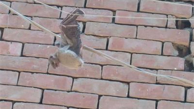 التحفظ على خفاشين لعمل تحاليل لها في شبين القناطر بالمنوفية