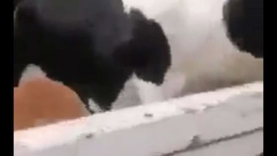 وقع عليه عجل الأضحية.. مصرع طالب بأول أيام عيد الأضحى ببني سويف