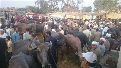 تضامن المنوفية: توزيع 142 رأس ماشية على الأسر الأكثر احتياجا