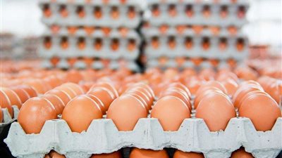 الكرتونة بـ 75 جنيها.. أسباب ارتفاع أسعار البيض في الأسواق
