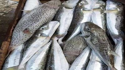 تعرف على دلالات رؤية الأسماك فى المنام