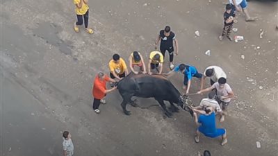 المجني عليهم مواطنين والجاني عجل.. اقتحام مفاجئ على كافتيريا شهيرة بكفرالشيخ قبل الذبح