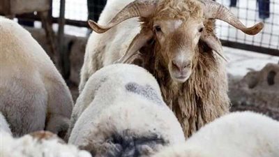 توزيع 3 أطنان من لحوم صكوك أضاحي الأوقاف على الأسر  الأولى بالرعاية بالقاهرة