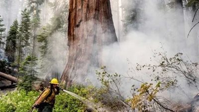 حرائق كاليفورنيا تهدد أشجار السيكويا العملاقة الأكبر فى العالم
