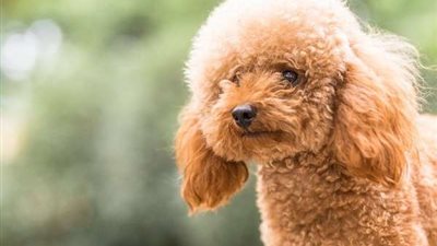 تعرف على فوائد تربية الحيوانات الأليفة في المنزل