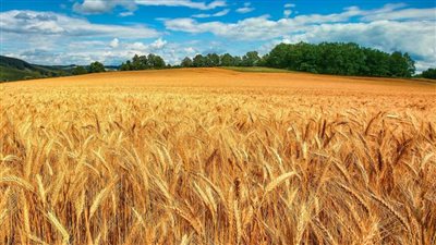 توريد 8200 طن قمح والمحصول مبشر بالخير بالقليوبية