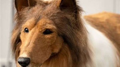 تنقص من الأجر.. أزهرى يحذر من تربية الكلاب فى البيت بغير مصلحه