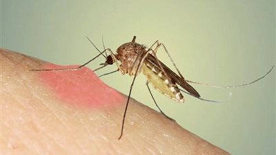 الصحة العالمية: لا تنسوا علاج الملاريا في ظل تفشي كورونا