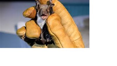 جهود علمية لدراسة فيروسات الخفافيش داخل المختبر تثير مخاوف جديدة