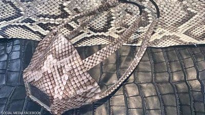 بعد القماش.. شركات تصنع كمامات جديدة من جلد الثعابين