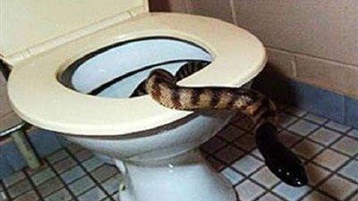 ثعبان عملاق يثير رعب فتاة داخل حمام