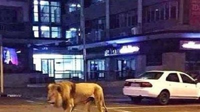تقارير.. حيوانات مفترسة تتجول في الشوارع الروسية