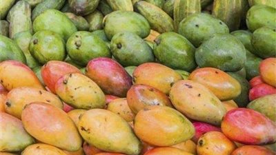 في اليوم العالمي للمانجو ..  ماذا يحدث لك عند الإكثار من تناولها