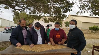 محافـظ المنوفية: توريد 45 ألف طن قمح وحصاد 124 ألف فدان حتي الآن