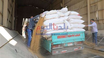 توريد 50446 طن قمح للشون والصوامع بالقليوبية