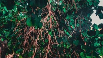 سانت كاترين تجذب السياح بهذه الطريقة | صور