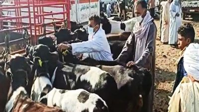 الزراعة: تحصين 1.7 مليون حيوان ضد الحمي القلاعية والوادي المتصدع حتى 25 يوليو