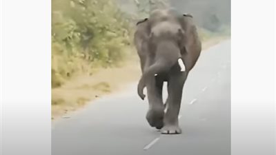 فيل يتجول في الشوارع  خلال فترة حظر التجوال.. فيديو
