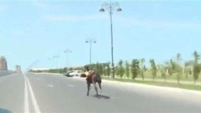 حقيقة سقوط نجل أحمد فلوكس من فوق الحصان 