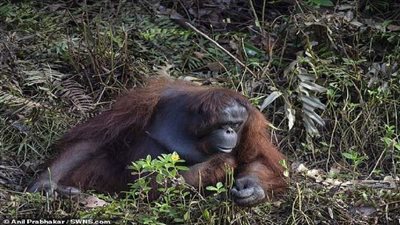 قرد يخطف طفلة 3 سنوات من والدتها (فيديو)