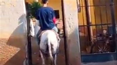 عصابة تستغل حمار في سرقة محل كحولات