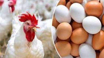 شعبة الدواجن: زيادة متوقعة في الأسعار خلال الأيام المقبلة