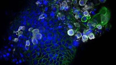 رسميًا.. إلغاء دوري أمم الكرة الطائرة 2020