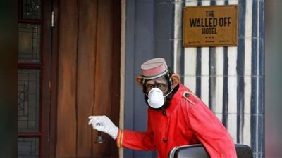 تجربة اللقاح الصينية تحقق نجاح على قرود المكاك ضد كورونا