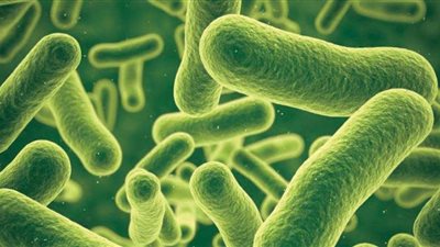 ما هو مرض الراعوم؟  أعراضه وطرق الوقاية منه