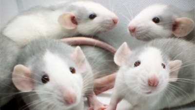 علماء يكشفون عن فيروس كبدي جديد تنقله الفئران