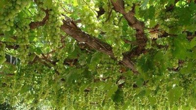 بسبب سقوط أغصان العنب.. إصابة 24 عاملا داخل إحدى المزارع بالطريق الصحراوي الغربي