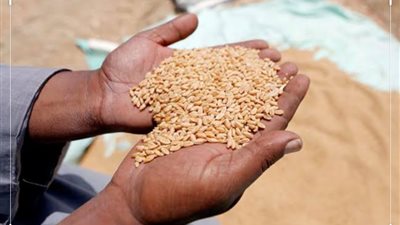 توريد 76 ألف و674 طن قمح بصوامع ومطاحن الغربية