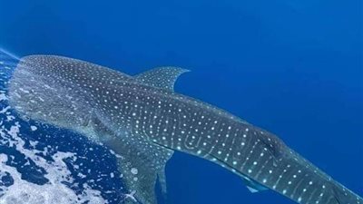 رصد القرش الحوتى بهلول على سواحل مدينة الغردقة