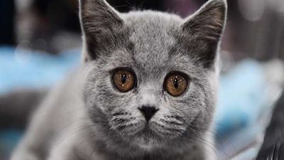 بطريقة غريبة.. الكورونا تصيب قطة منزلية