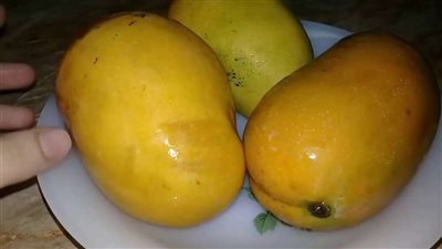 أسعار المانجو في مصر.. ما سر الانخفاض الكبير؟