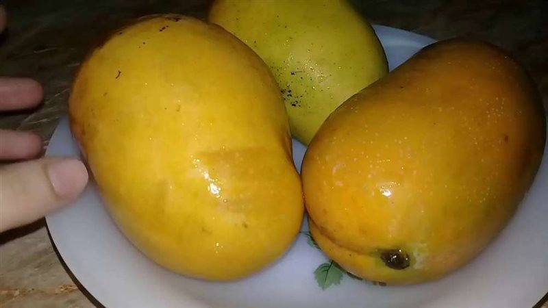 تخزين المانجو