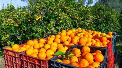 شركات تصدير الموالح تبدأ في تعاقدات الموسم الشتوي مع المزارعين