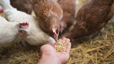 أسعار الدواجن اليوم 26-8-2022 في مصر