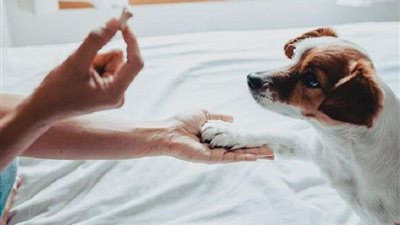 في اليوم العالمي للكلاب.. 4 صفات إيجابية مش هتلاقيها في غيرهم