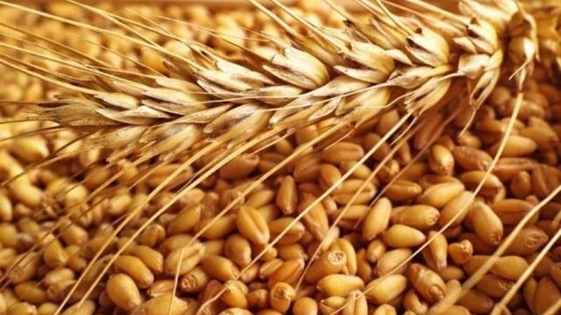 أسعار القمح