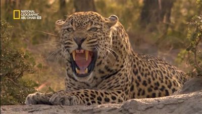 اظبطه حالًا.. تردد قناة ناشيونال جيوغرافيك الجديد على نايل سات 2022