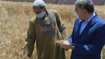 توريد 221 ألف طن من الأقماح للشون والصوامع بمراكز المنيا