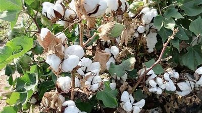 صندوق الأقطان: 40٪ زيادة في المساحة المنزرعة.. والتصدير يشمل 26 دولة.. فيديو