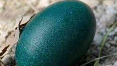 حكاية أغلى أنواع البيض في العالم وفوائده الخرافية