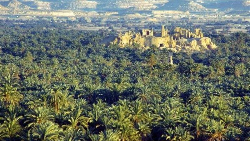 مهرجان التمور