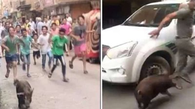 هرب من محل طعام.. فيديو ‎خنزير الأميرية يشعل السوشيال ميديا