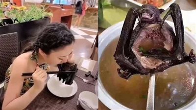 بسبب فيروس كورونا.. الخفافيش تواجه خطر الإنقراض