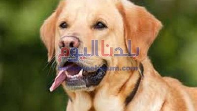 كلب ينهش رقبة صاحبه ويرديه قتيلا في المكسيك